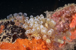 Clavelinidae
