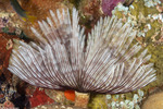 Annelida