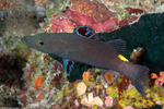 Grammistinae