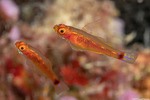 Gobiiformes