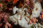 Bryozoans