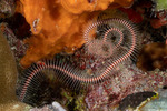 Ophiomastix