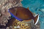 Tetraodontiformes