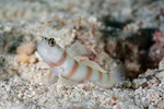 Gobiiformes
