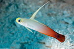 Microdesmidae