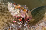 Calcinus