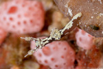 Onchidoridoidea