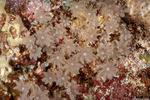Corals
