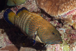 Groupers