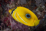 Acanthuriformes