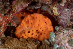 Porifera
