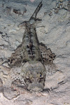 Platycephalidae