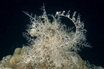 Basket Stars