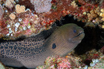 Muraeninae