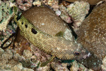 Perciformes
