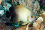 Acanthuriformes