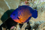 Acanthuriformes