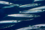 Carangaria