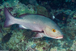 Lutjanidae