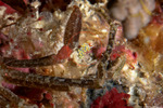 Trinchesia