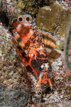 Dendrochirus