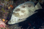 Perciformes