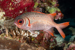 Holocentridae