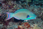 Scaridae