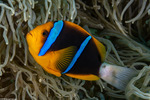 Ovalentaria