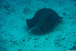 Batoidea