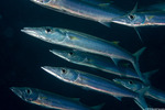 Carangaria