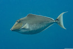 Naso