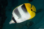 Chaetodontidae