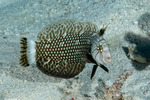 Novaculichthys