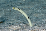Anguilliformes