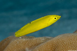 Labridae