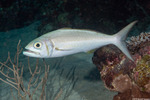 Aphareus