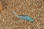 Blenniiformes