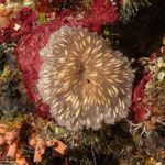 Octocorals