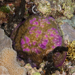 Stony Corals