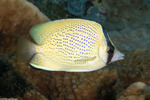 Acanthuriformes