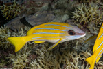 Snappers