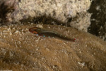 Gobiidae