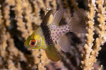 Sphaeramia