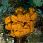 Sponges