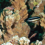 Gobiiformes