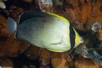 Angelfishes