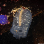Phlebobranchia