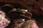 Mytilidae
