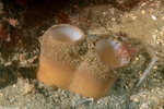 Mollusca